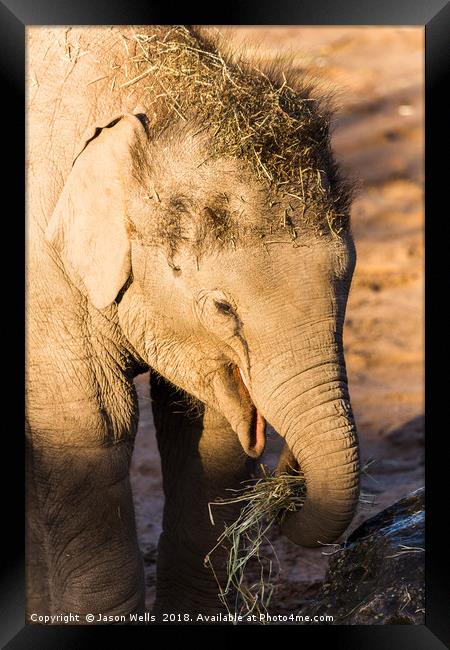 Infant Asian elephant feeding Framed Print by Jason Wells