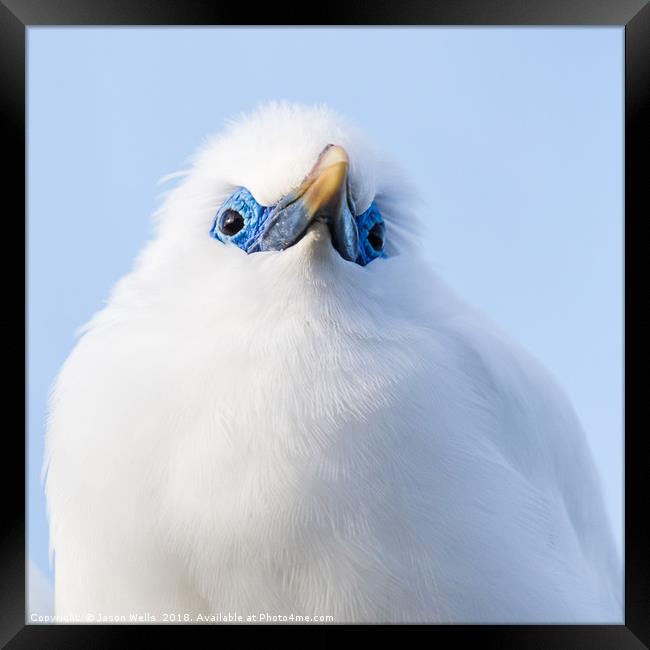 Close up of a Bali starling Framed Print by Jason Wells