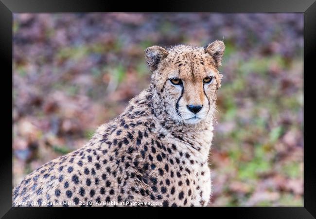 African Cheetah pauses from a feed Framed Print by Jason Wells