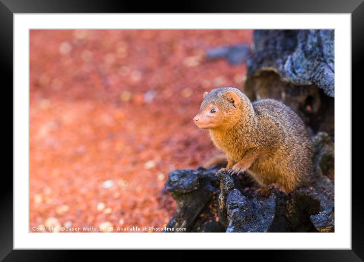 Common dwarf mongoose peers out of a log Framed Mounted Print by Jason Wells