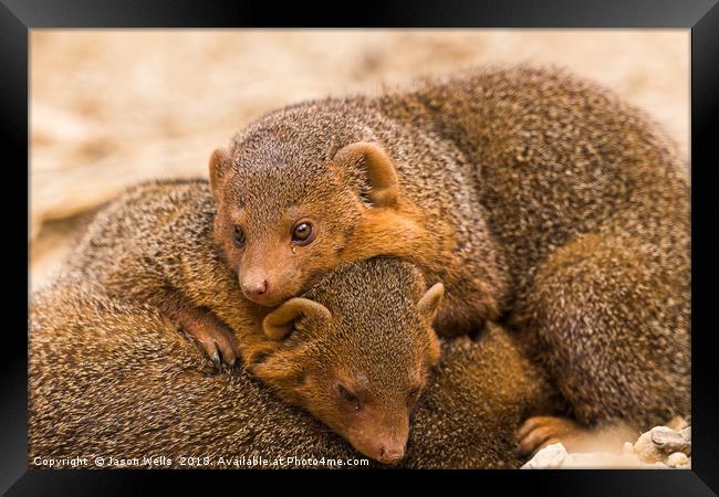 Common dwarf mongoose trio Framed Print by Jason Wells