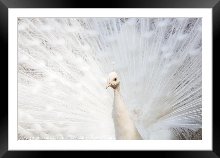 White Peafowl Framed Mounted Print by Jason Wells
