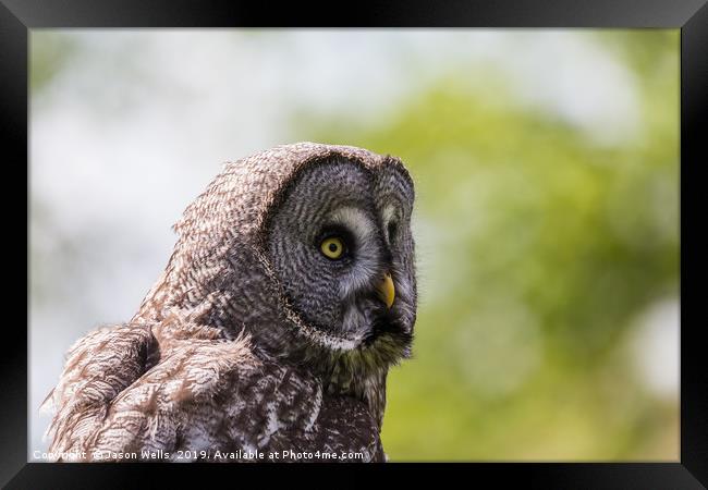 Great Grey Owl Framed Print by Jason Wells