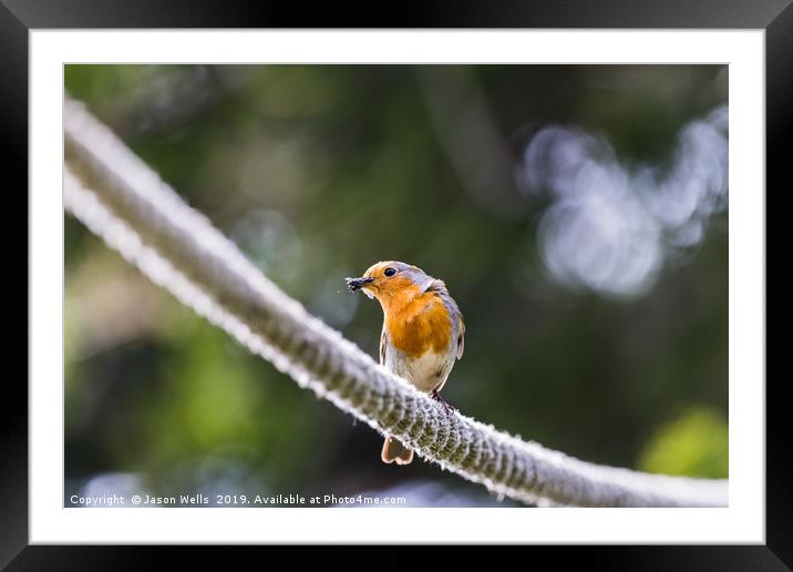 European Robin on a rope Framed Mounted Print by Jason Wells