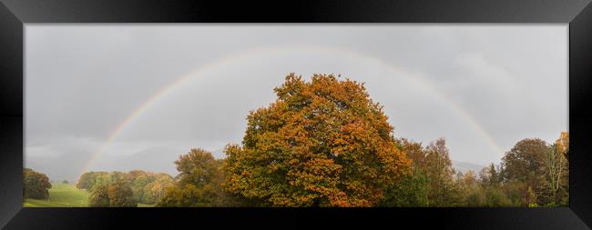 Double rainbow over a tree Framed Print by Jason Wells