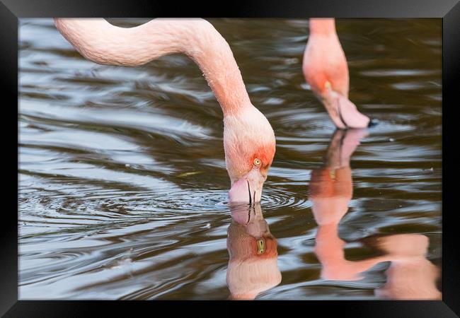 Pair of preening Chilean flamingo Framed Print by Jason Wells