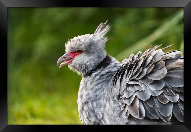 Crested screamer with its beak open Framed Print by Jason Wells