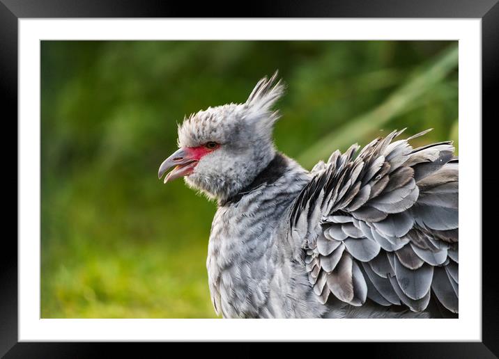 Crested screamer with its beak open Framed Mounted Print by Jason Wells