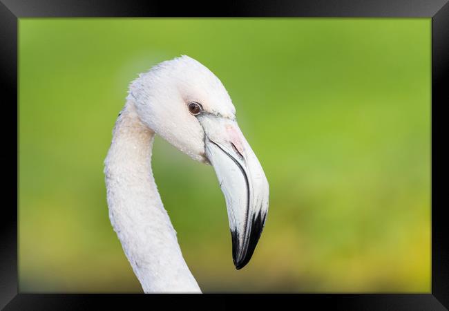 Portrait of a Chilean flamingo Framed Print by Jason Wells