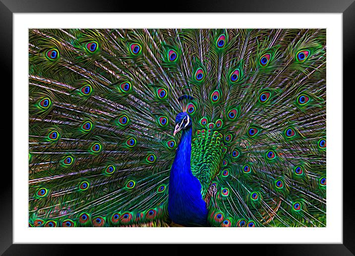 Spreading its wings Framed Mounted Print by Jason Wells
