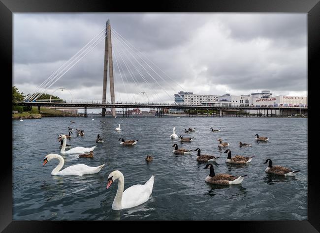 Swans and geese on Southport Marina Framed Print by Jason Wells