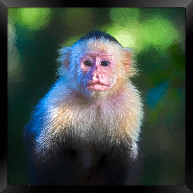 Square cropped white faced capuchin portrait Framed Print by Jason Wells