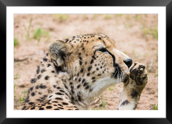 Cheetah cleaning its paw Framed Mounted Print by Jason Wells