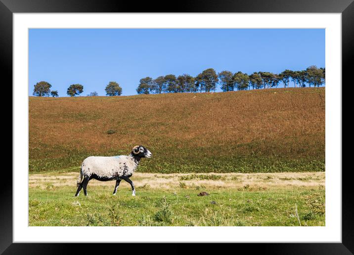 Horned sheep passing in front of the camera Framed Mounted Print by Jason Wells