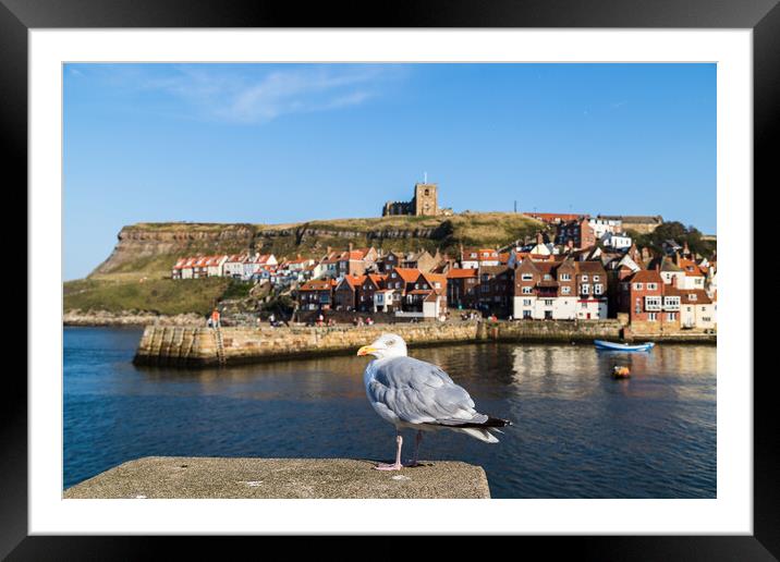 Sea gull in Whitby Framed Mounted Print by Jason Wells