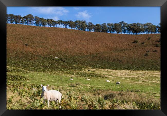Sheep dotted on the hillside Framed Print by Jason Wells