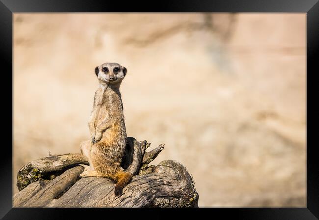 Meerkat perched on dry wood Framed Print by Jason Wells