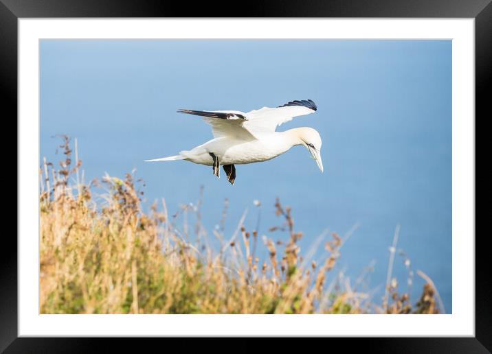 Northern gannet flying above the top of the cliff Framed Mounted Print by Jason Wells