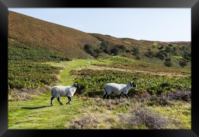 Sheep crossing a pathway Framed Print by Jason Wells