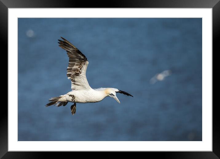 Northern gannet flying above the top of the cliff Framed Mounted Print by Jason Wells