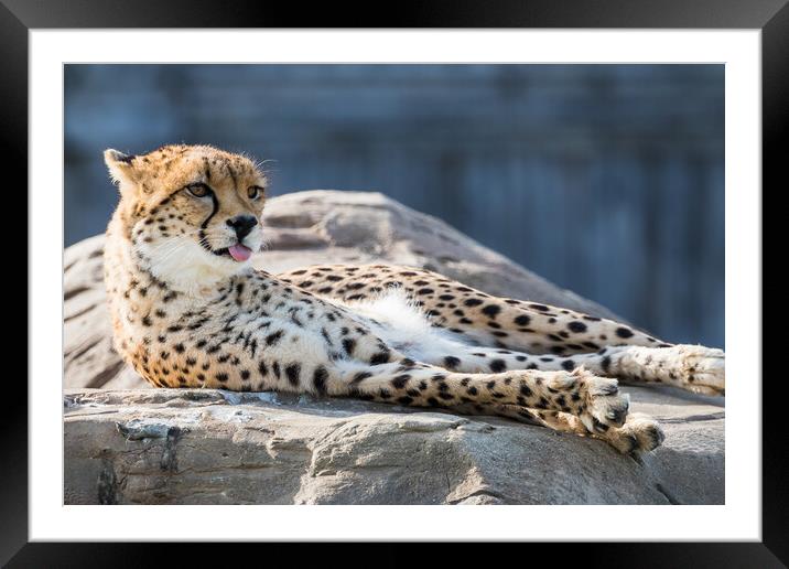 East African cheetah with its tongue out Framed Mounted Print by Jason Wells