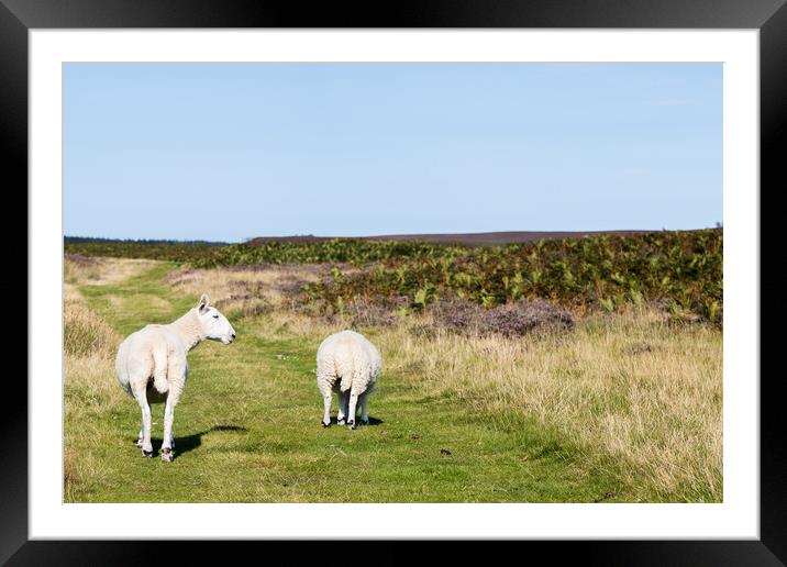 Sheep walking along a pathway Framed Mounted Print by Jason Wells