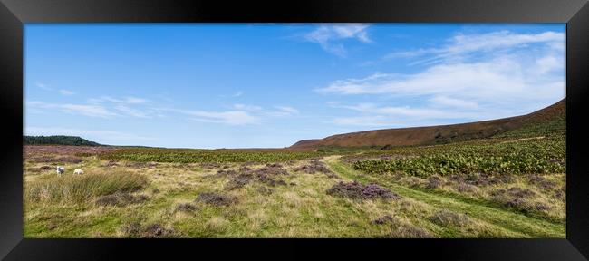 Sheep grazing on the North Yorkshire Moors Framed Print by Jason Wells