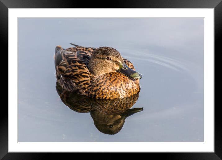 Mallard duck on the water Framed Mounted Print by Jason Wells