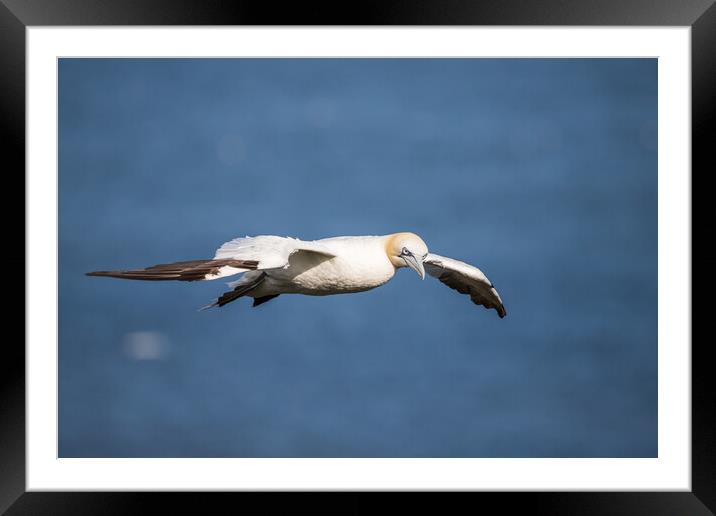 Northern gannet flying on the coast of the North Sea Framed Mounted Print by Jason Wells