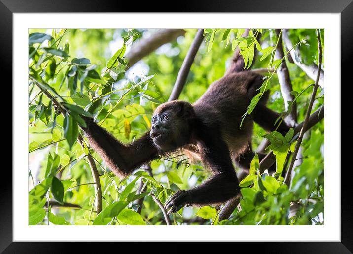 Howler Monkey foraging in the trees Framed Mounted Print by Jason Wells