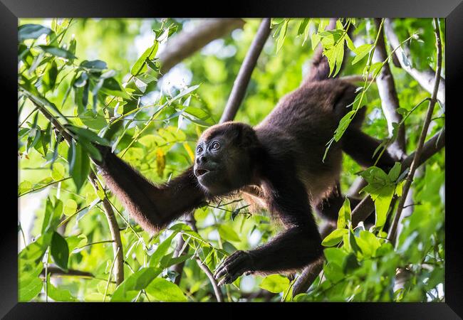 Howler Monkey foraging in the trees Framed Print by Jason Wells