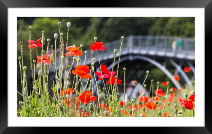 Poppies in front of the Iron Bridge Framed Mounted Print by Jason Wells