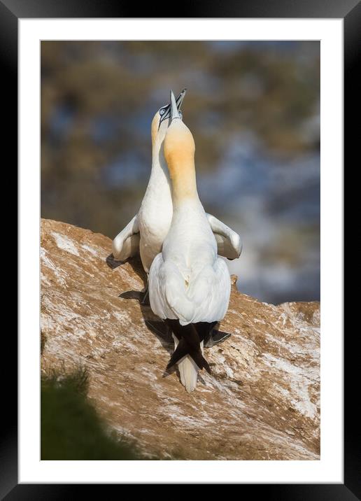 Northern gannet in courtship Framed Mounted Print by Jason Wells