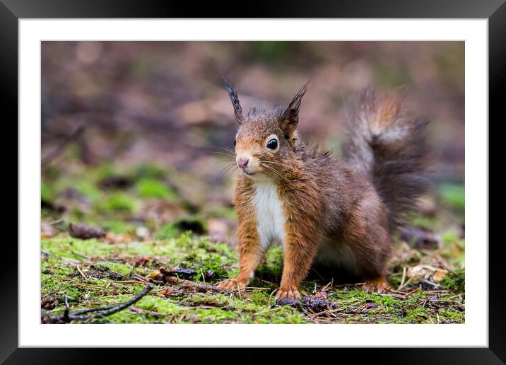 Portrait of a red squirrel in the rain Framed Mounted Print by Jason Wells