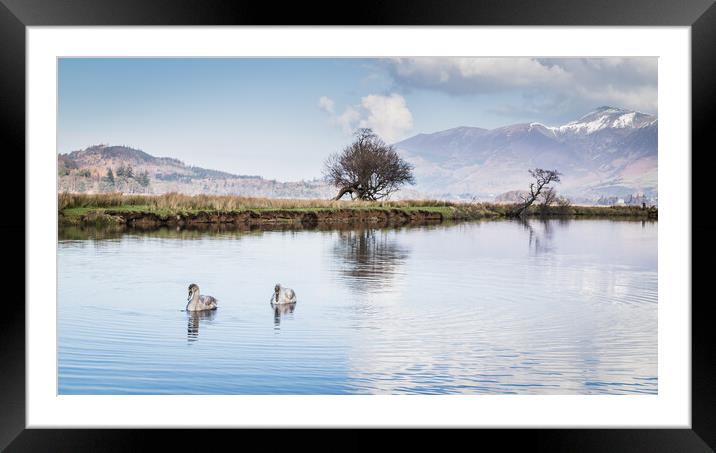 Swans on the River Derwent Framed Mounted Print by Jason Wells