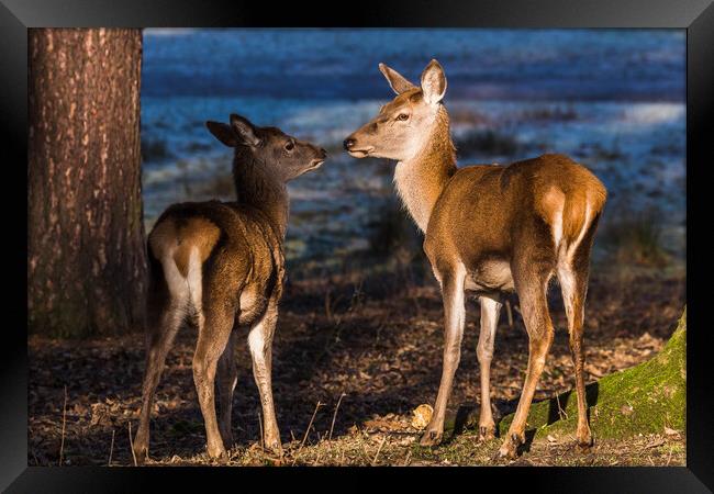 Red deer family Framed Print by Jason Wells