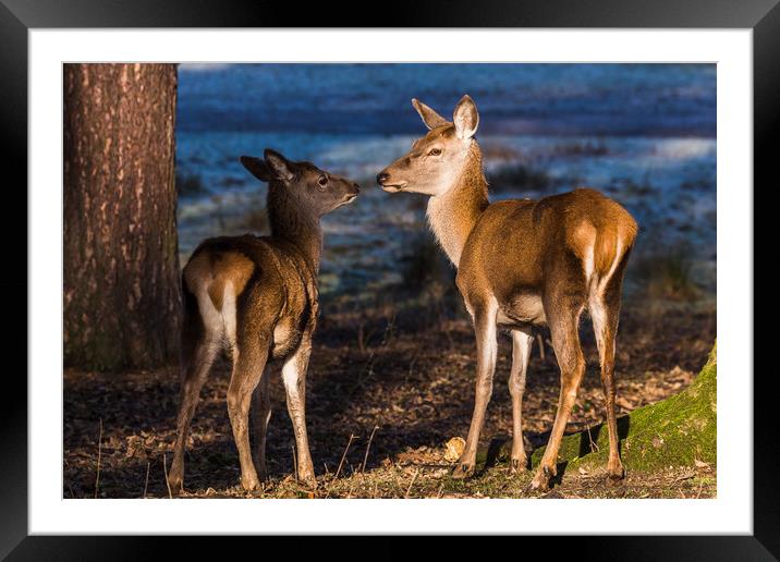 Red deer family Framed Mounted Print by Jason Wells