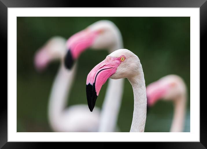 Greater flamingos Framed Mounted Print by Jason Wells