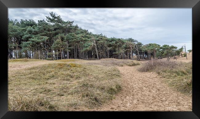 Woodland near Formby beach Framed Print by Jason Wells