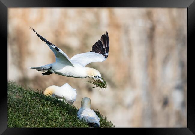 Northern gannet bring grass back to its nest Framed Print by Jason Wells