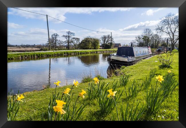 Daffodils by the Leeds Liverpool canal Framed Print by Jason Wells