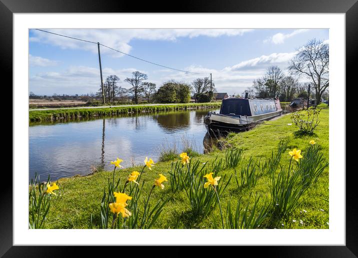 Daffodils by the Leeds Liverpool canal Framed Mounted Print by Jason Wells