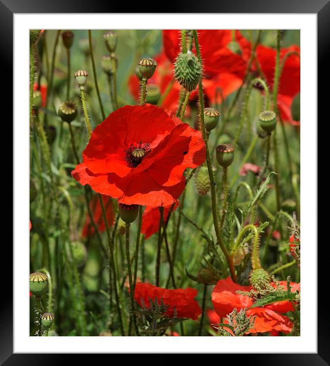 poppies Framed Mounted Print by Ann Collins