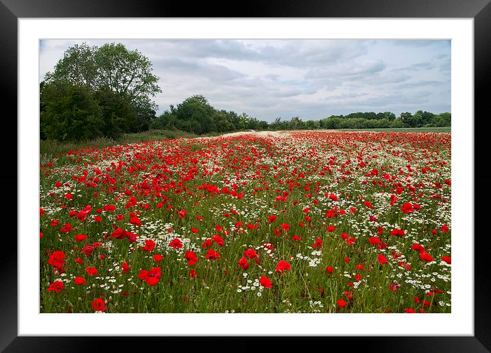 poppies wild with daisies colour Framed Mounted Print by Ann Collins
