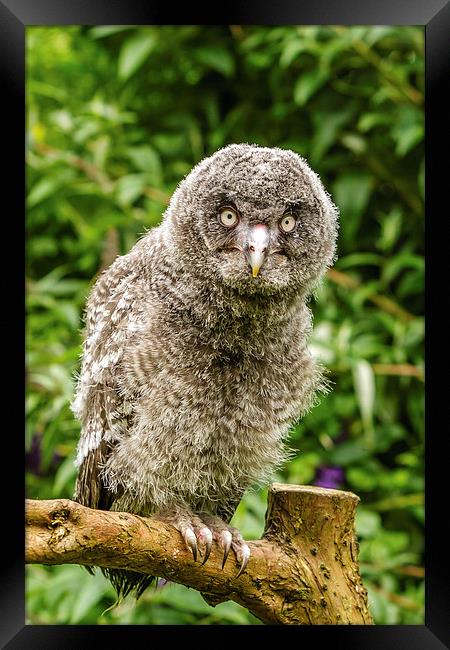 A Young Great Grey Owl Framed Print by David Knowles