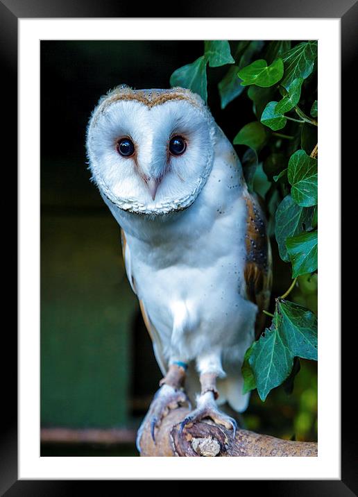 Barn Owl Framed Mounted Print by David Knowles
