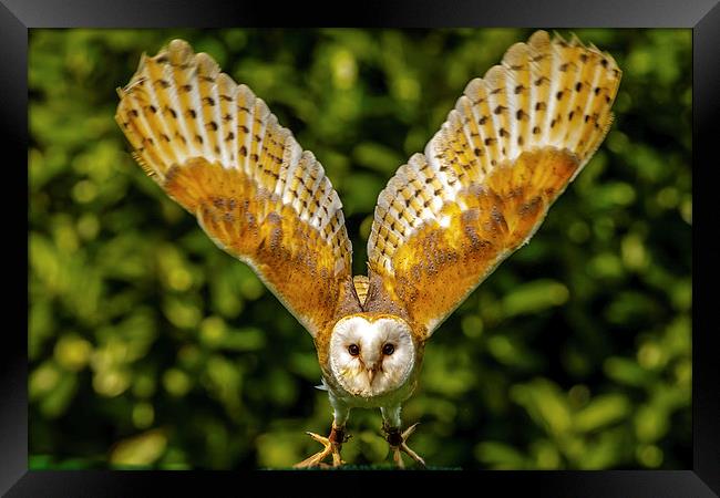Barn owl taking off Framed Print by David Knowles