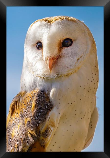Majestic Barn Owl Framed Print by David Knowles