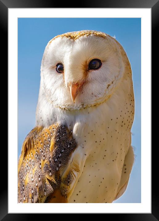 Majestic Barn Owl Framed Mounted Print by David Knowles