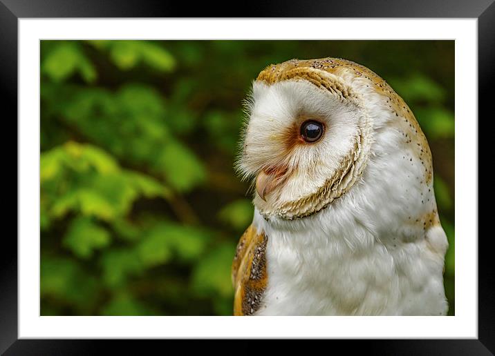 Barn owl looking right Framed Mounted Print by David Knowles